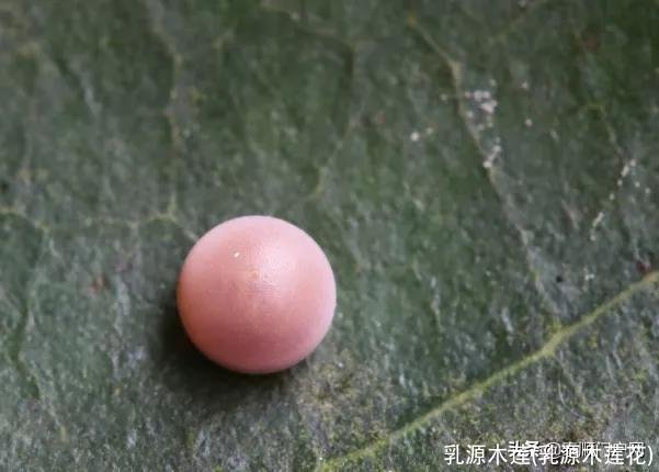 乳源木莲(乳源木莲花)