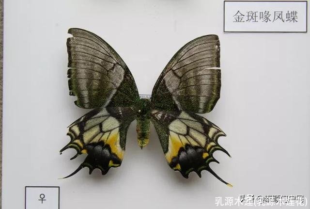 乳源木莲(乳源木莲花)