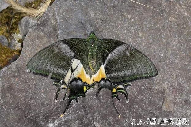 乳源木莲(乳源木莲花)