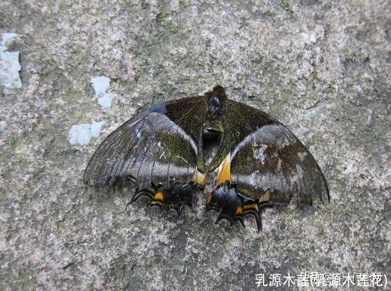 乳源木莲(乳源木莲花)