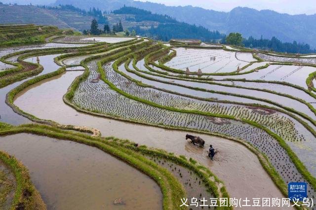 义乌土豆团购(土豆团购网义乌)