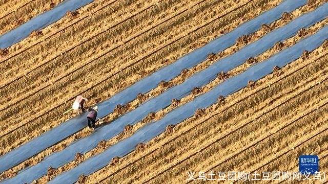 义乌土豆团购(土豆团购网义乌)