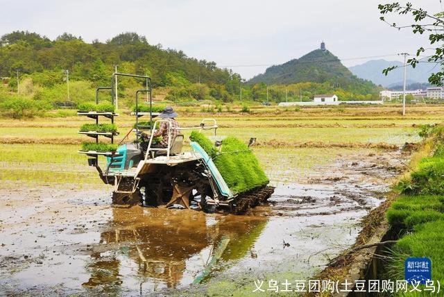 义乌土豆团购(土豆团购网义乌)