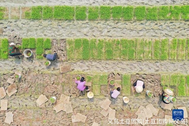 义乌土豆团购(土豆团购网义乌)