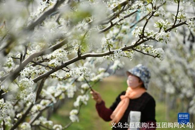 义乌土豆团购(土豆团购网义乌)