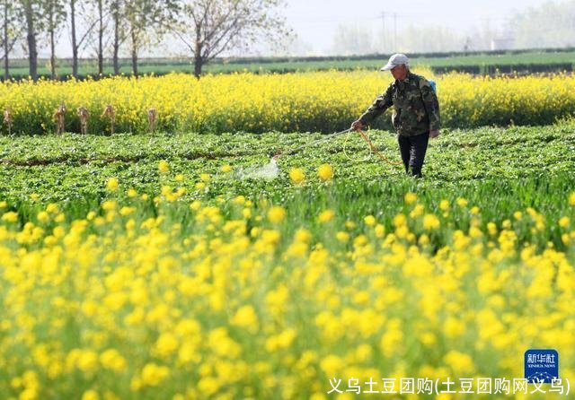 义乌土豆团购(土豆团购网义乌)
