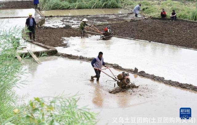 义乌土豆团购(土豆团购网义乌)