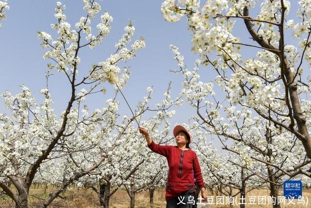 义乌土豆团购(土豆团购网义乌)