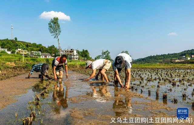 义乌土豆团购(土豆团购网义乌)