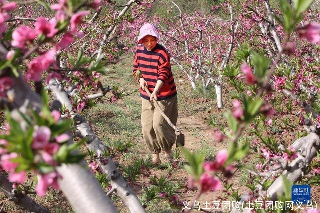 义乌土豆团购(土豆团购网义乌)