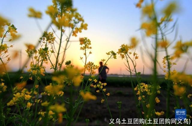 义乌土豆团购(土豆团购网义乌)