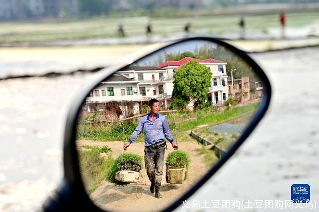 义乌土豆团购(土豆团购网义乌)