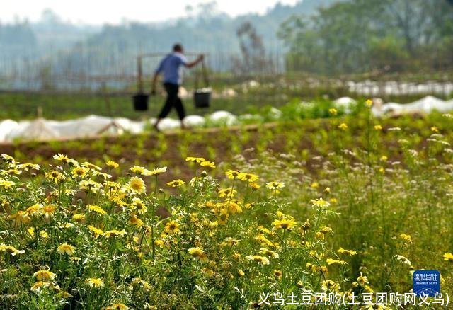 义乌土豆团购(土豆团购网义乌)