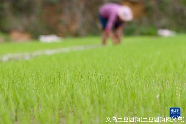 义乌土豆团购(土豆团购网义乌)