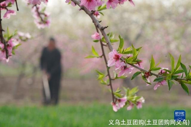 义乌土豆团购(土豆团购网义乌)