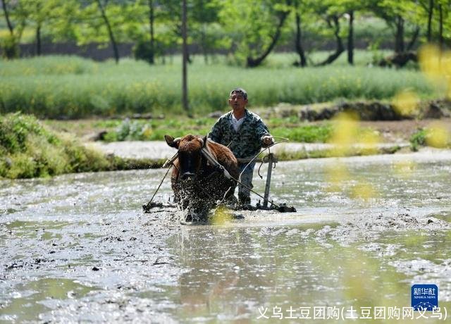 义乌土豆团购(土豆团购网义乌)