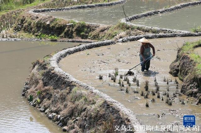 义乌土豆团购(土豆团购网义乌)
