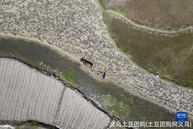 义乌土豆团购(土豆团购网义乌)