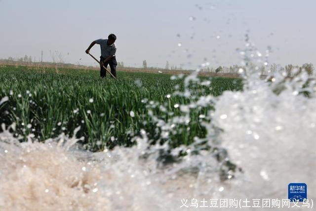 义乌土豆团购(土豆团购网义乌)