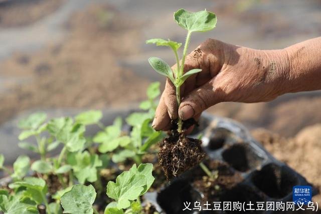 义乌土豆团购(土豆团购网义乌)