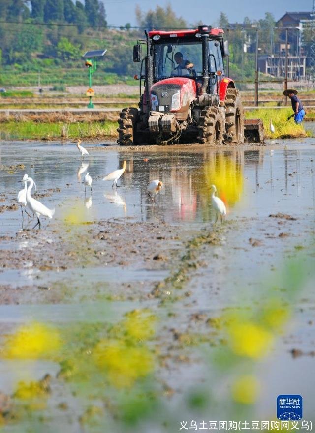 义乌土豆团购(土豆团购网义乌)