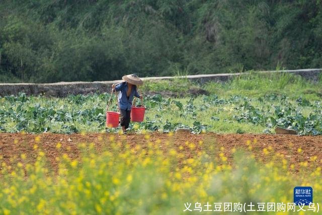 义乌土豆团购(土豆团购网义乌)
