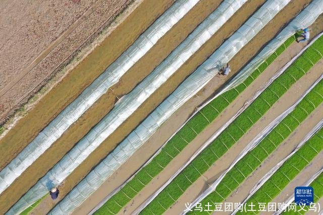 义乌土豆团购(土豆团购网义乌)