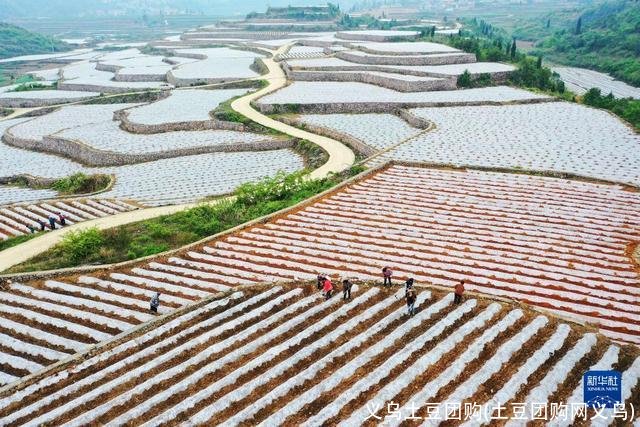 义乌土豆团购(土豆团购网义乌)