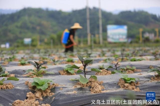 义乌土豆团购(土豆团购网义乌)
