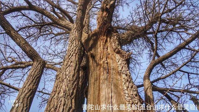 普陀山求什么最灵验(五台山求什么最灵验)