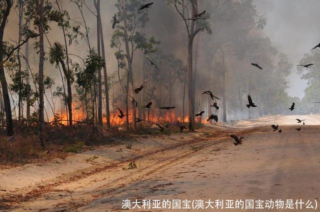 澳大利亚的国宝(澳大利亚的国宝动物是什么)