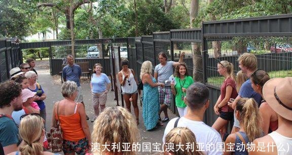 澳大利亚的国宝(澳大利亚的国宝动物是什么)