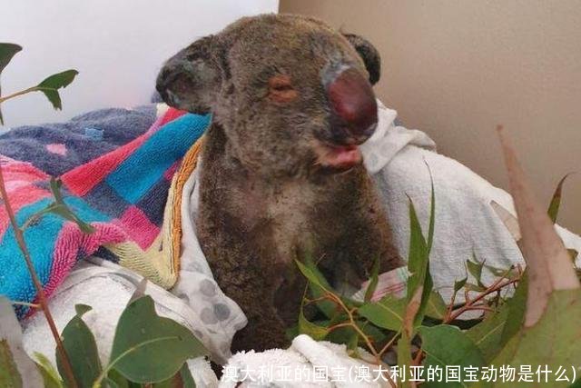 澳大利亚的国宝(澳大利亚的国宝动物是什么)