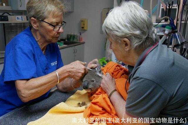 澳大利亚的国宝(澳大利亚的国宝动物是什么)