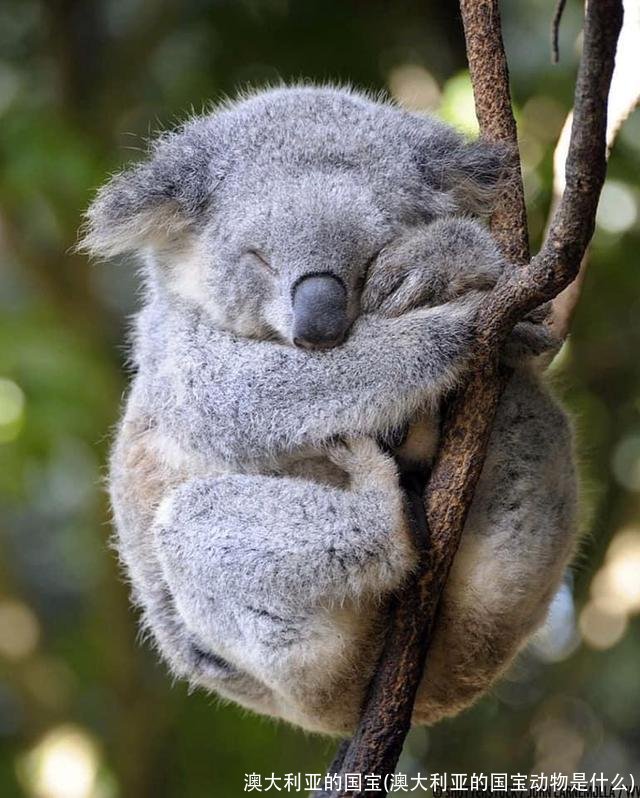 澳大利亚的国宝(澳大利亚的国宝动物是什么)