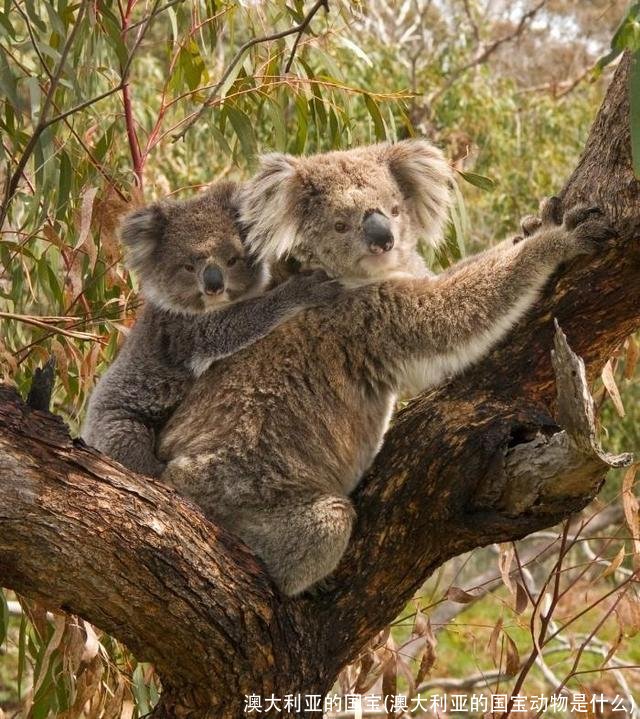 澳大利亚的国宝(澳大利亚的国宝动物是什么)