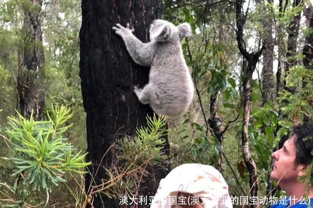 澳大利亚的国宝(澳大利亚的国宝动物是什么)