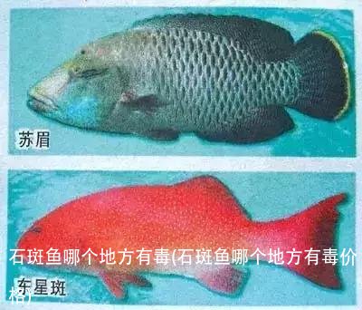 石斑鱼哪个地方有毒(石斑鱼哪个地方有毒价格)