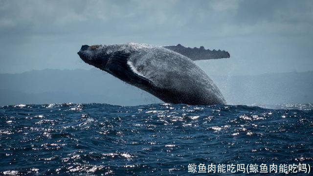 鲸鱼肉能吃吗(鲸鱼肉能吃吗)