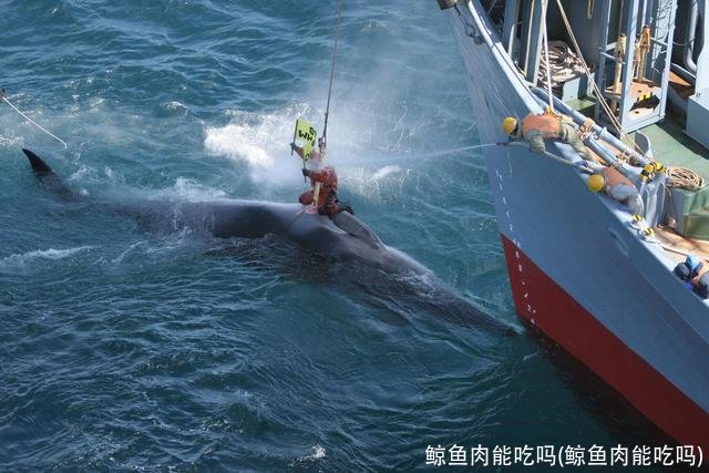 鲸鱼肉能吃吗(鲸鱼肉能吃吗)