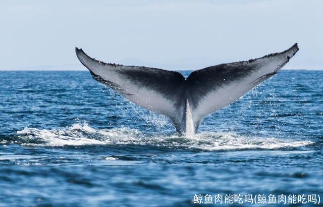 鲸鱼肉能吃吗(鲸鱼肉能吃吗)