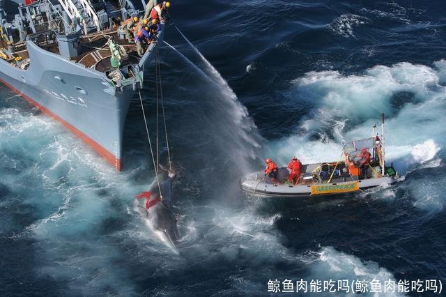 鲸鱼肉能吃吗(鲸鱼肉能吃吗)