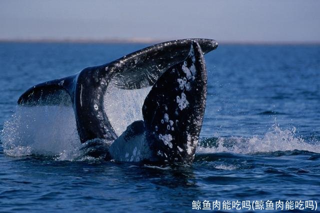 鲸鱼肉能吃吗(鲸鱼肉能吃吗)