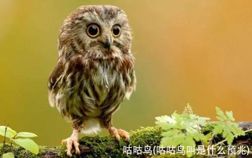 咕咕鸟(咕咕鸟叫是什么预兆)