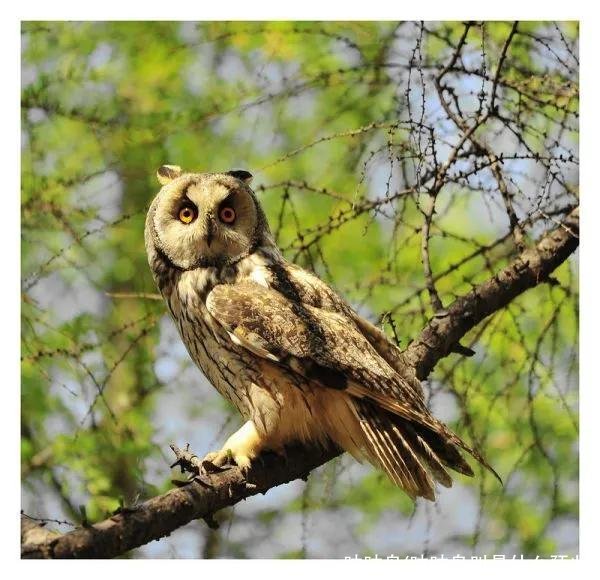 咕咕鸟(咕咕鸟叫是什么预兆)