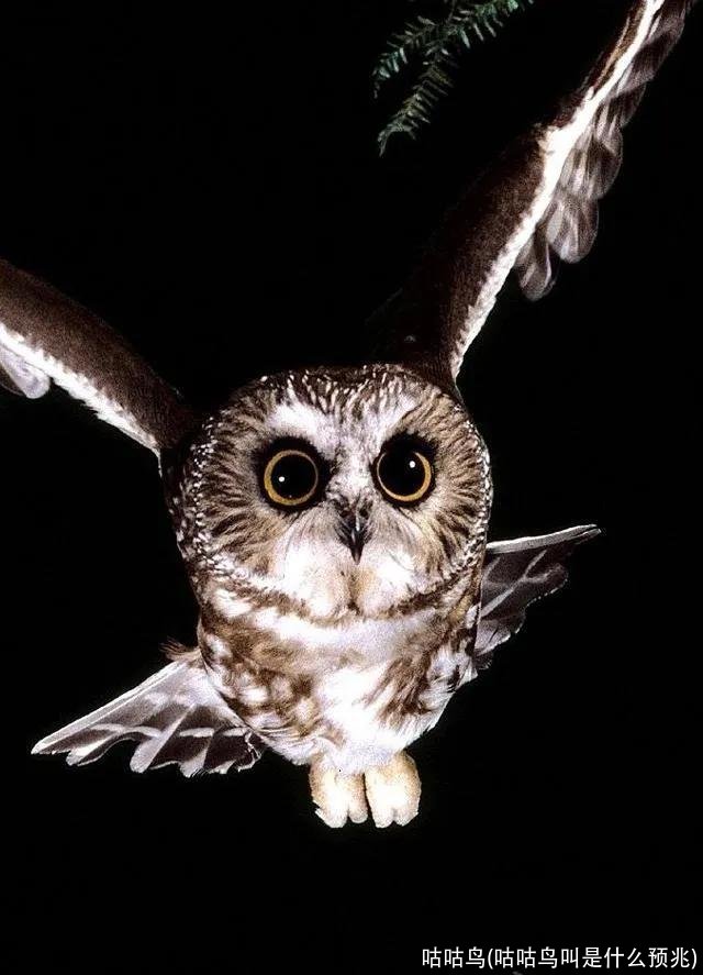 咕咕鸟(咕咕鸟叫是什么预兆)