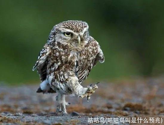 咕咕鸟(咕咕鸟叫是什么预兆)