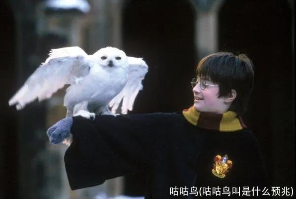 咕咕鸟(咕咕鸟叫是什么预兆)