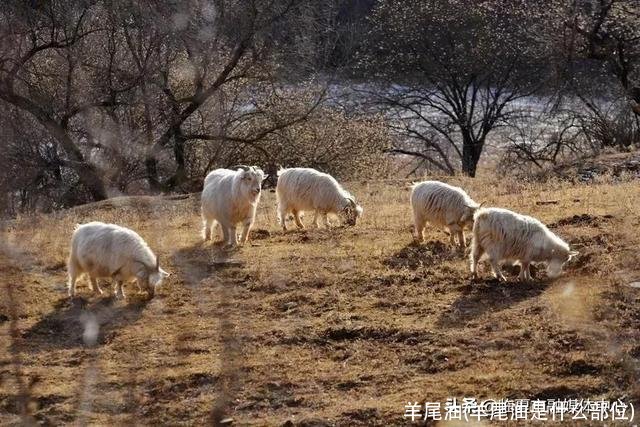 羊尾油(羊尾油是什么部位)