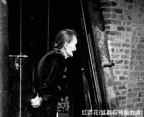 红苕花(红苕花种植方法)